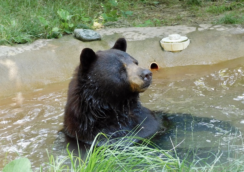 Bear at Black Pine Sanctuary